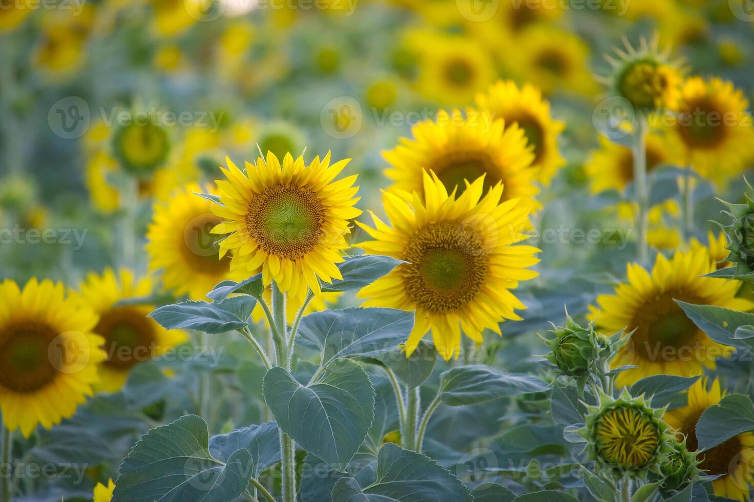 Vibrant sunflower field in full bloom under sunlight during summer photo