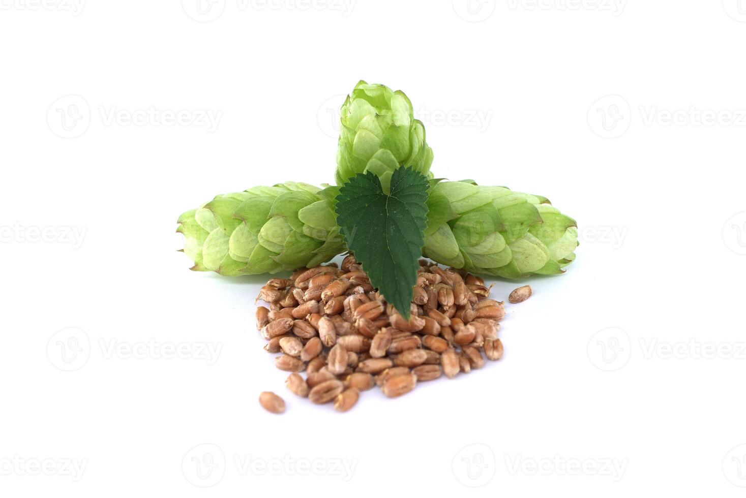 Fresh green hops cones with a leaf and wheat grains isolated on white background photo