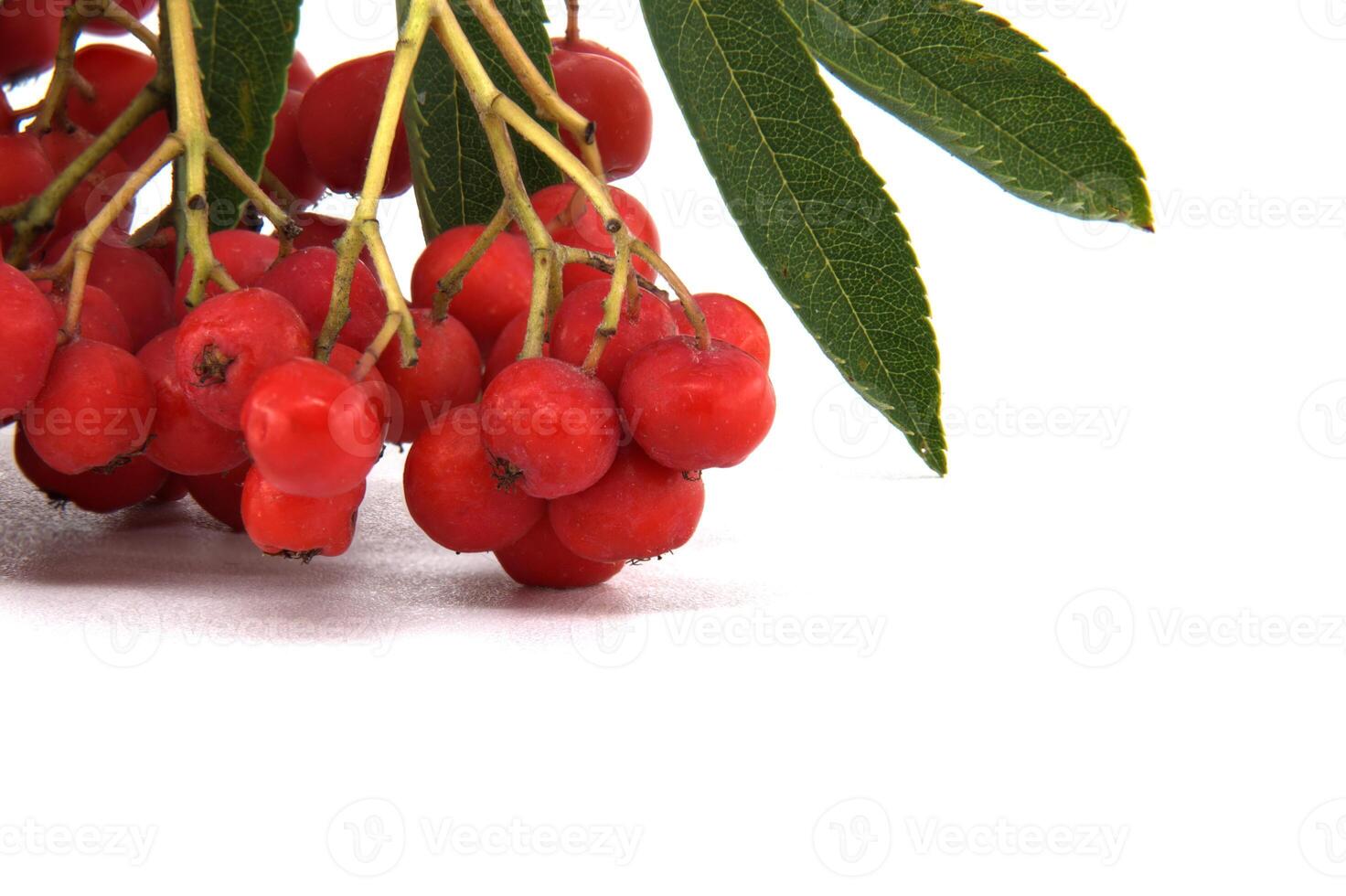Bright red rowan berries with green leaves photo
