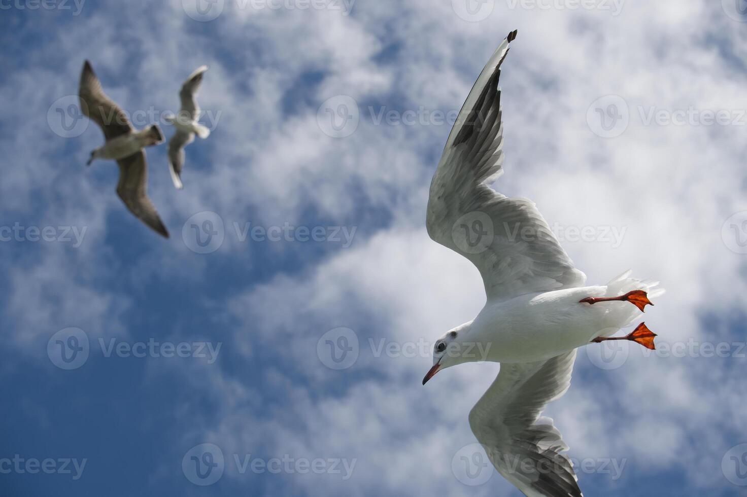 Majestic seagulls soaring against a vibrant blue sky with scattered clouds photo