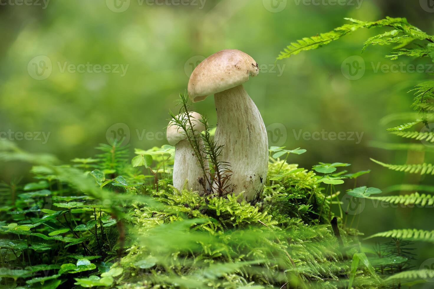 Porcini mushrooms growing naturally in a lush green forest setting, surrounded by moss and foliage photo