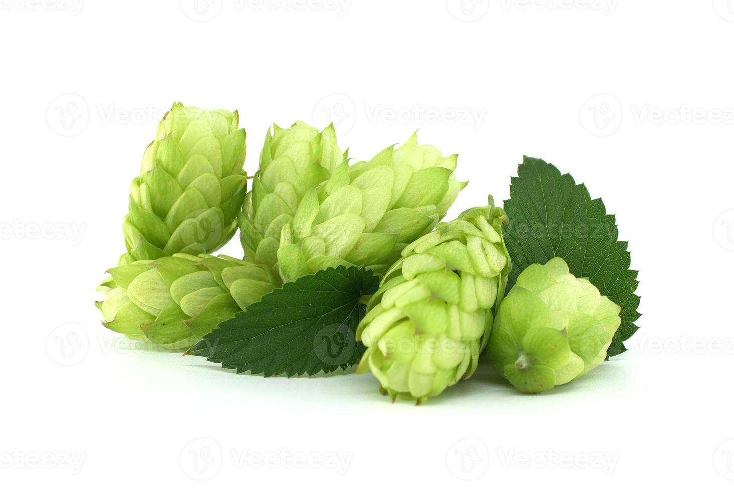 Fresh green hops cones and leaves isolated on white background photo