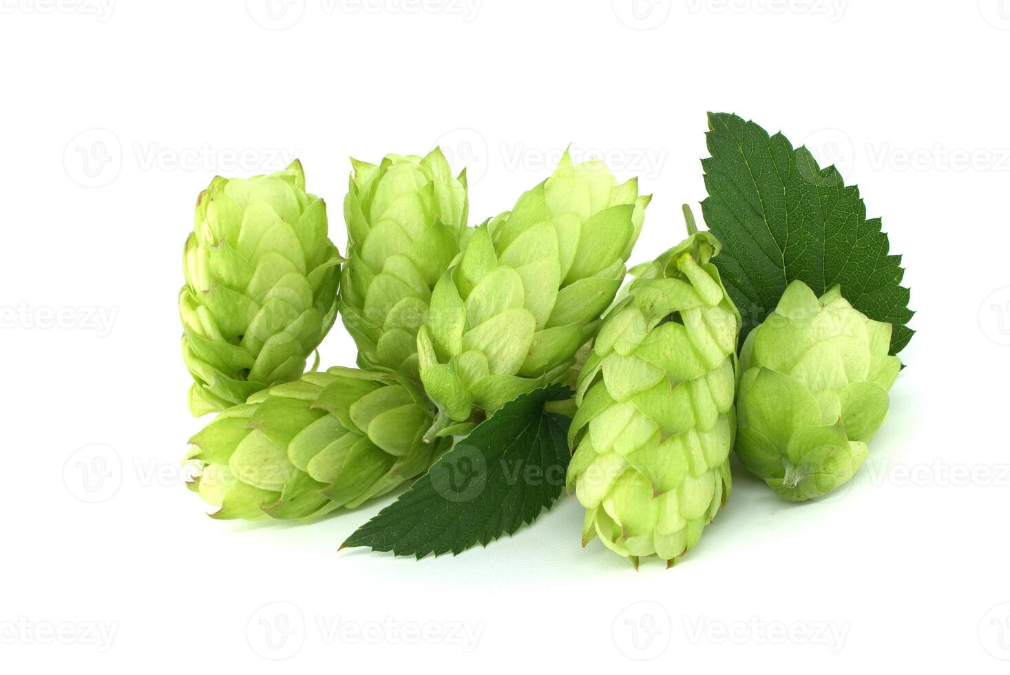 Green hops cones with fresh leaves isolated on white background photo