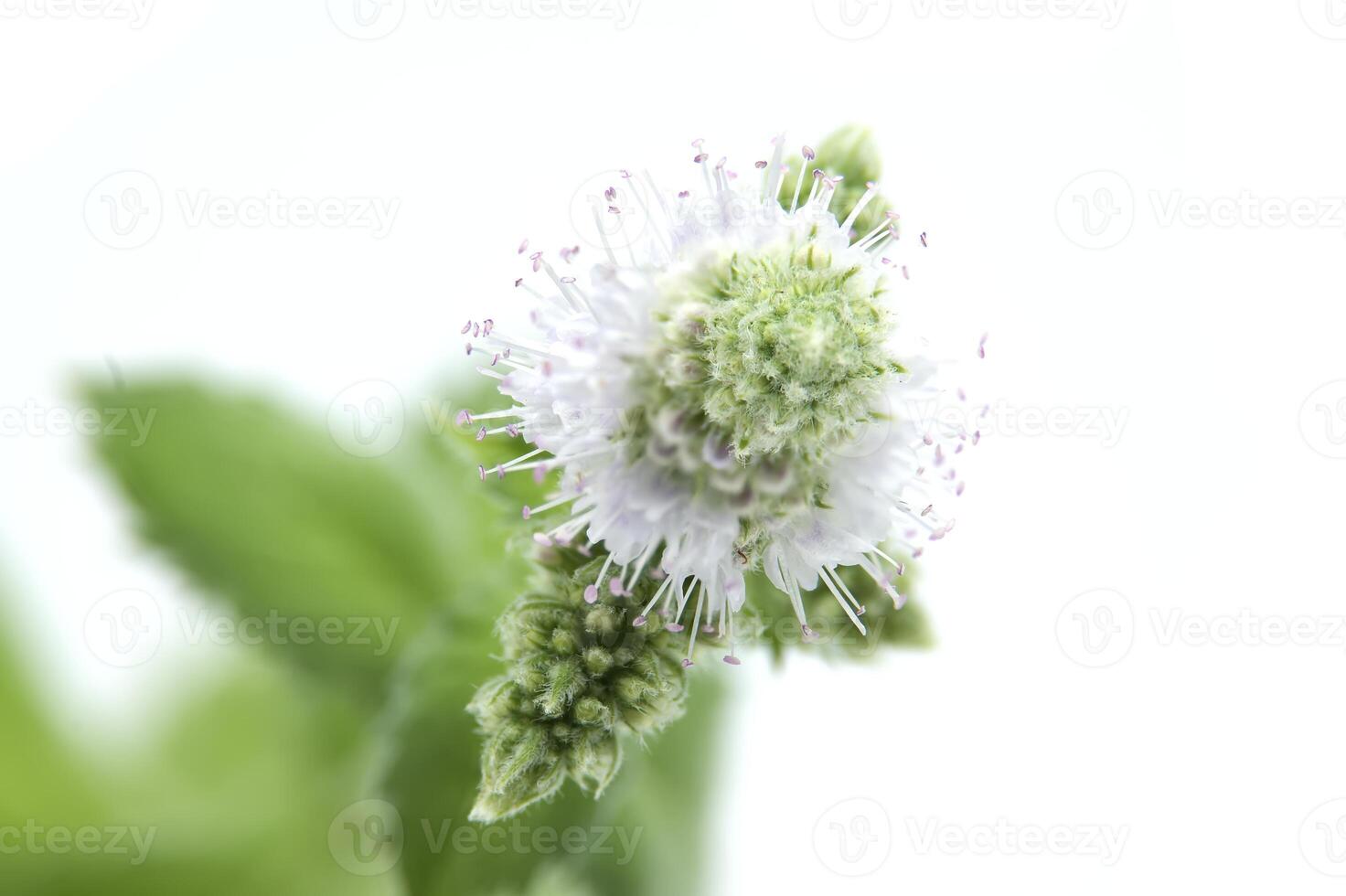 Close-up of fresh spearmint leaves or common mint, isolated on a white background photo