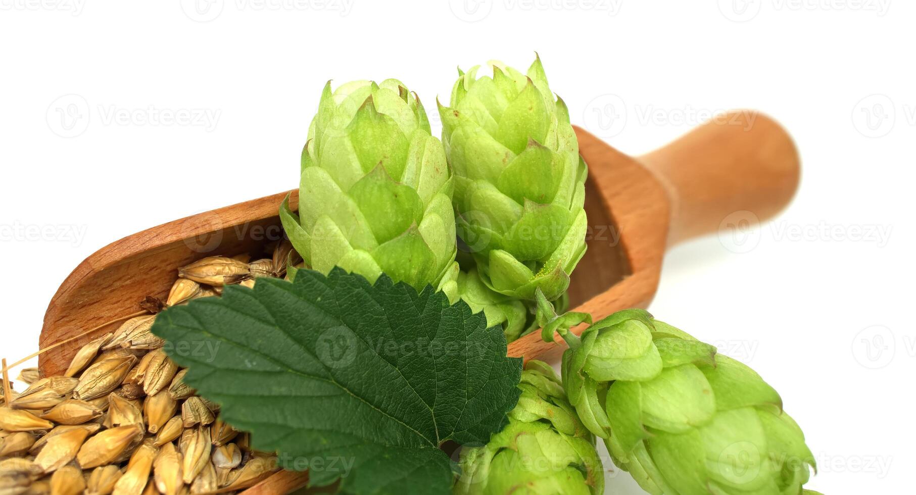 Close-up of a wooden scoop filled with barley beside fresh green hops photo