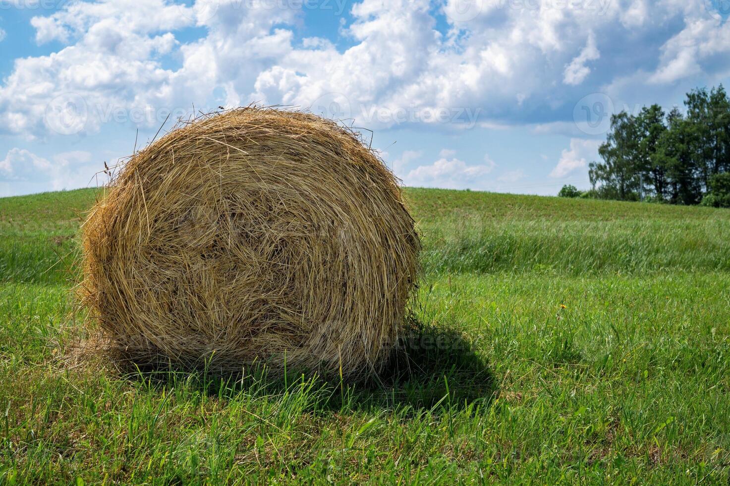 Grass hay in a green grassy land or pasture photo
