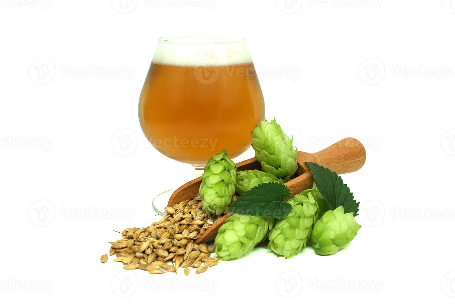 Craft beer in a glass with fresh hops and barley grains isolated on white background photo