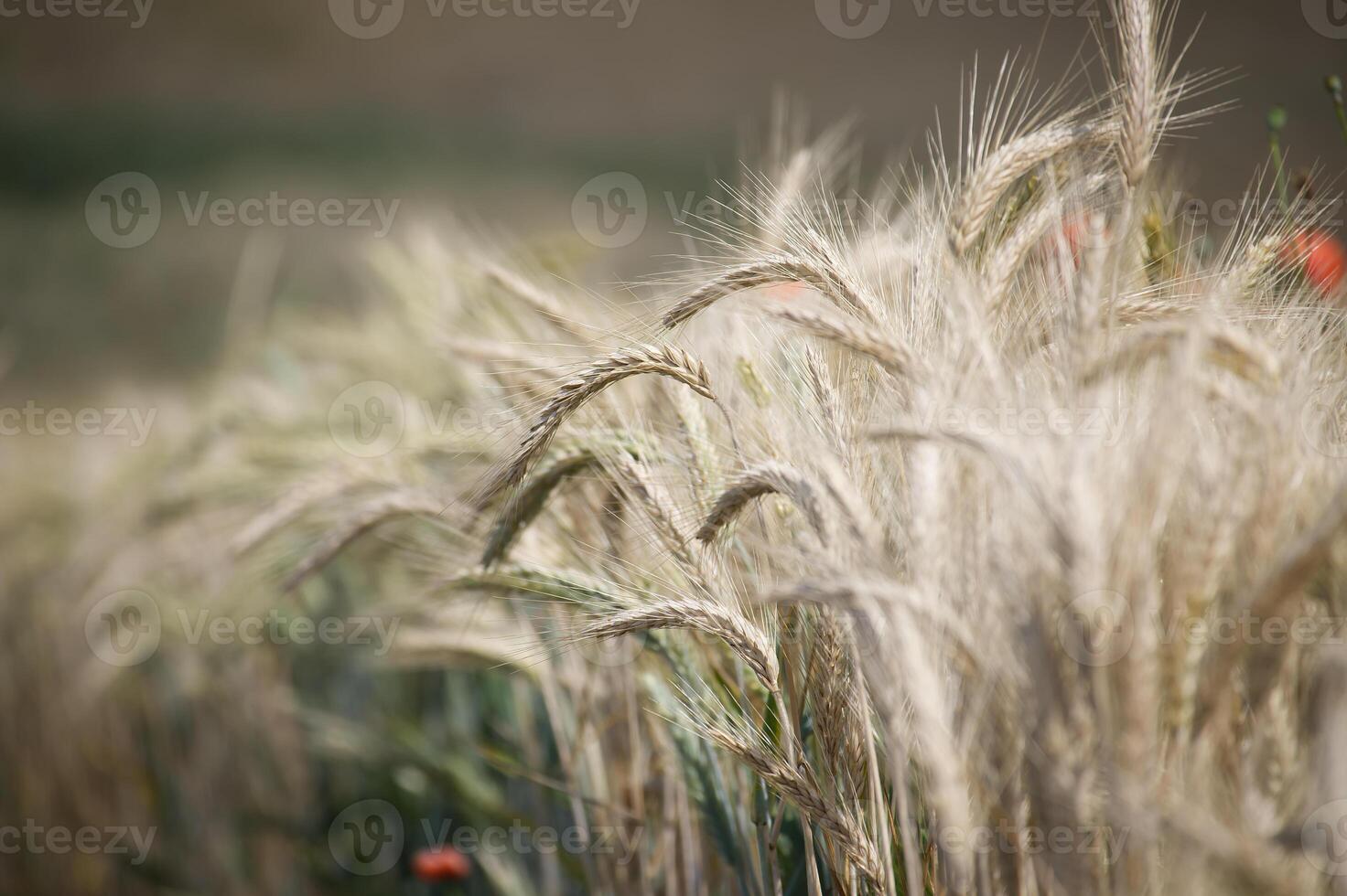 Close-up of golden wheat field with blurred background under sunlight photo