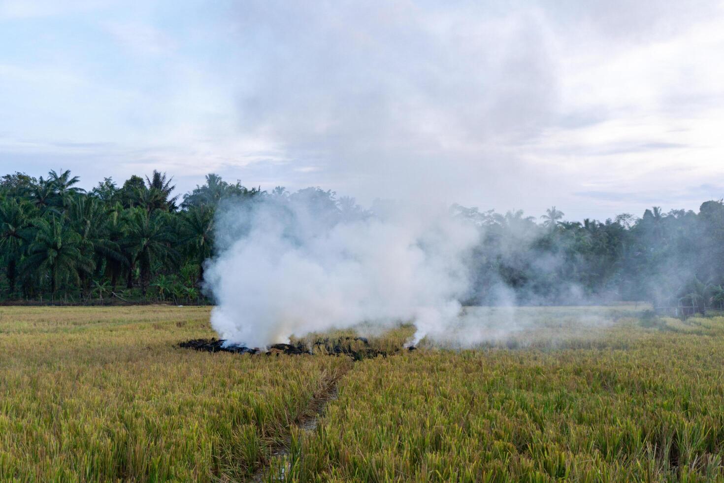 Farmer burning paddy straws after rice field harvesting. burning smoke of paddy rice field after harvesting season and causing air pollution photo