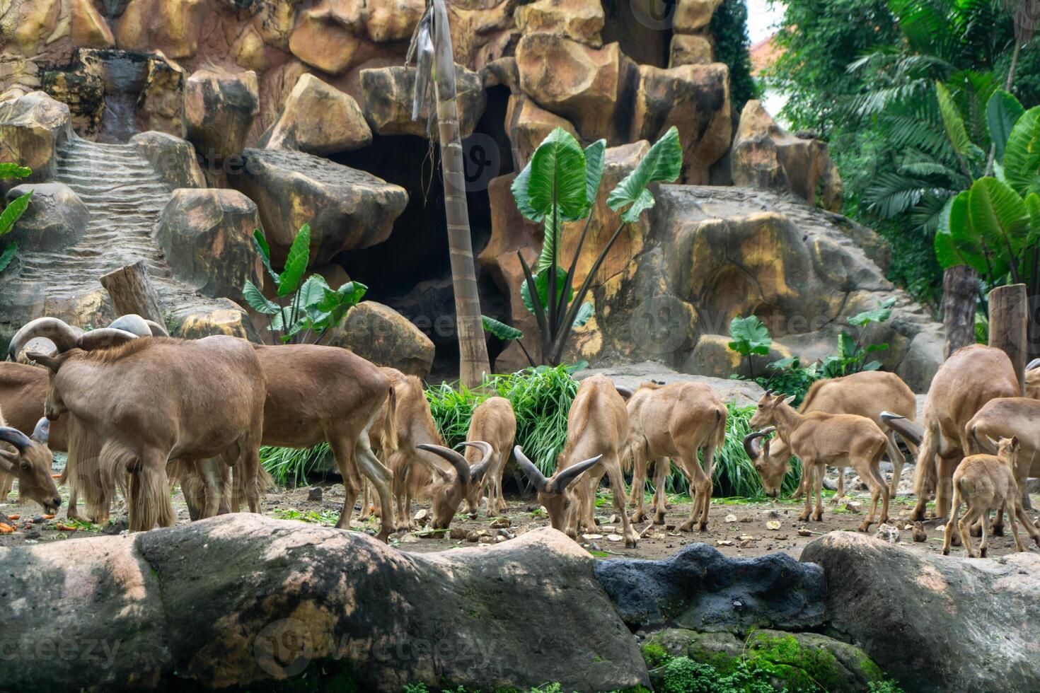 Group of Barbary sheep or Ammotragus lervia standing on the rock. photo