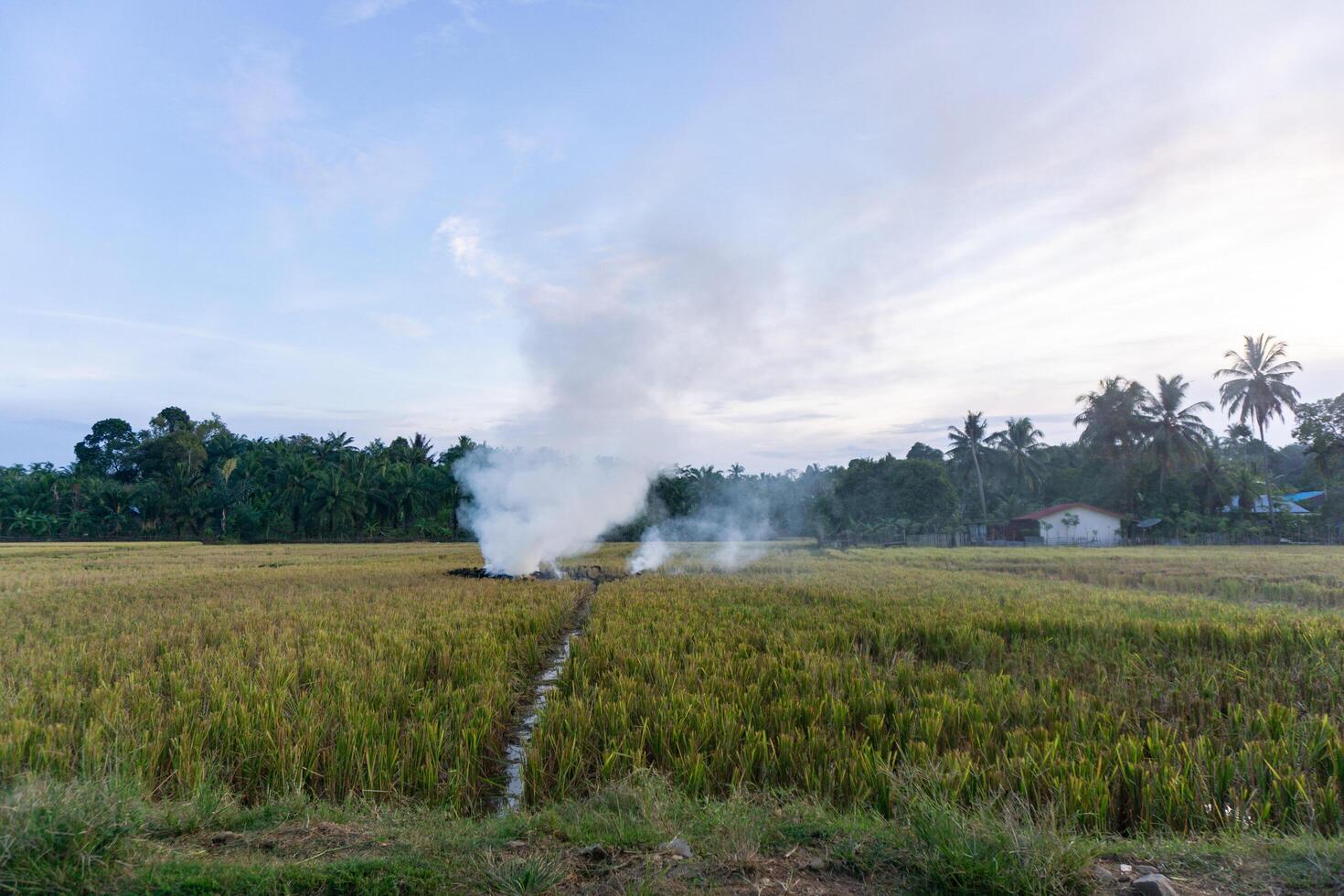 Farmer burning paddy straws after rice field harvesting. burning smoke of paddy rice field after harvesting season and causing air pollution photo