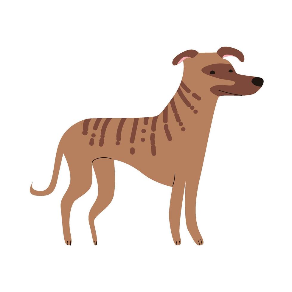 Dog Breed handdrawn Sloughi vector