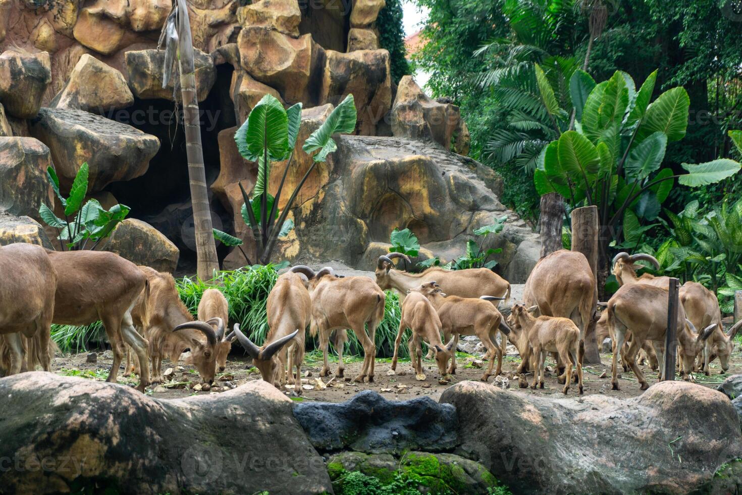 Group of Barbary sheep or Ammotragus lervia standing on the rock. photo