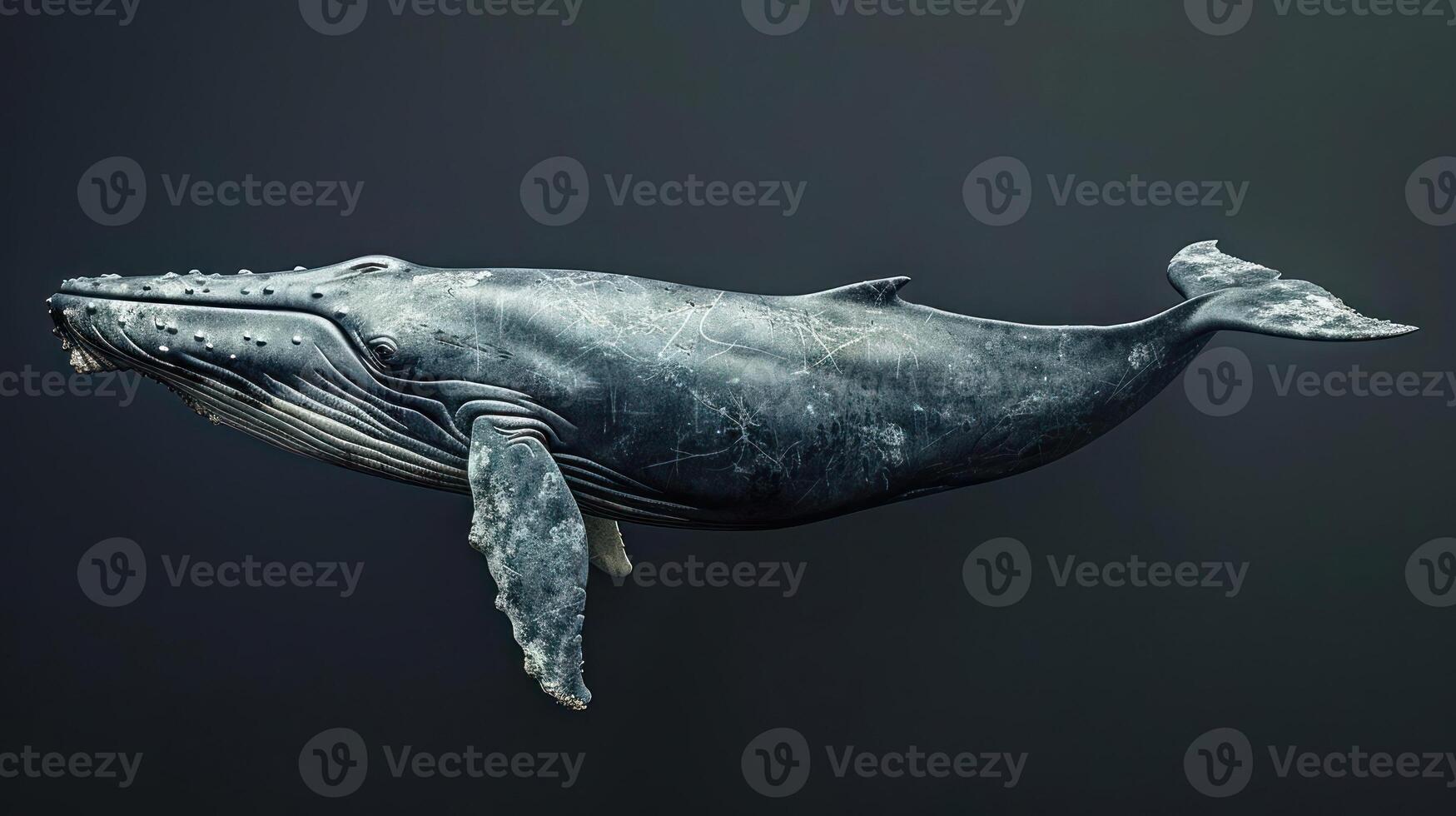 A humpback whale's tail fin is displayed in a close-up shot, showing its distinctive shape and size. photo