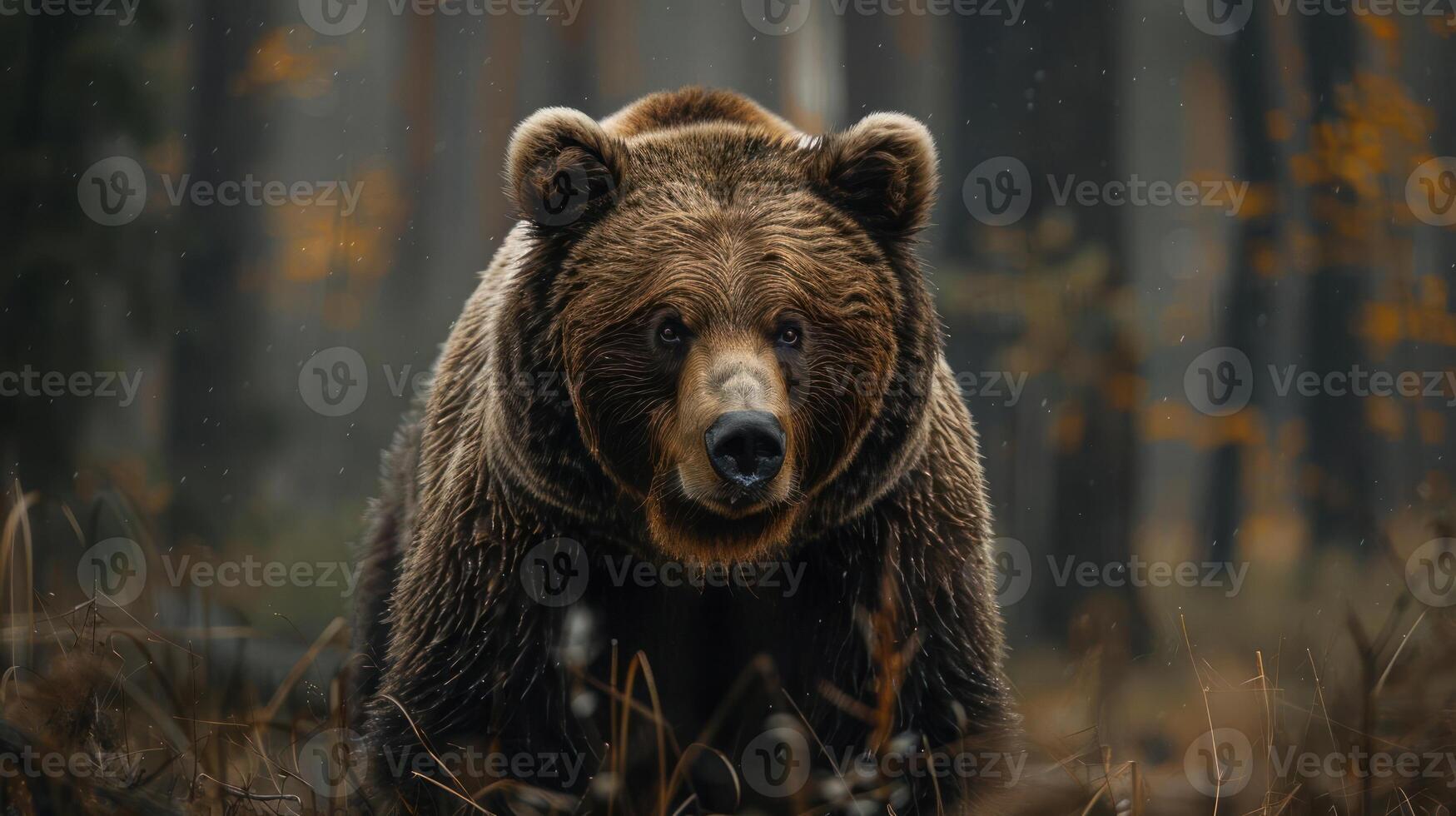 A close up image of a bear standing in a forest with autumn foliage, photo