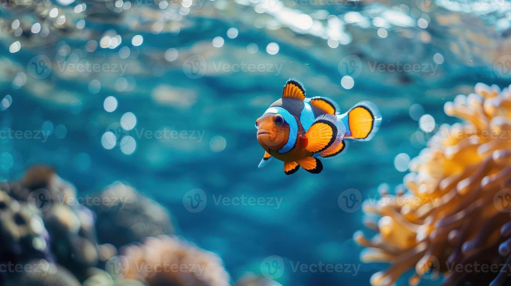 An orange and yellow clownfish swimming among coral reefs in the ocean. photo