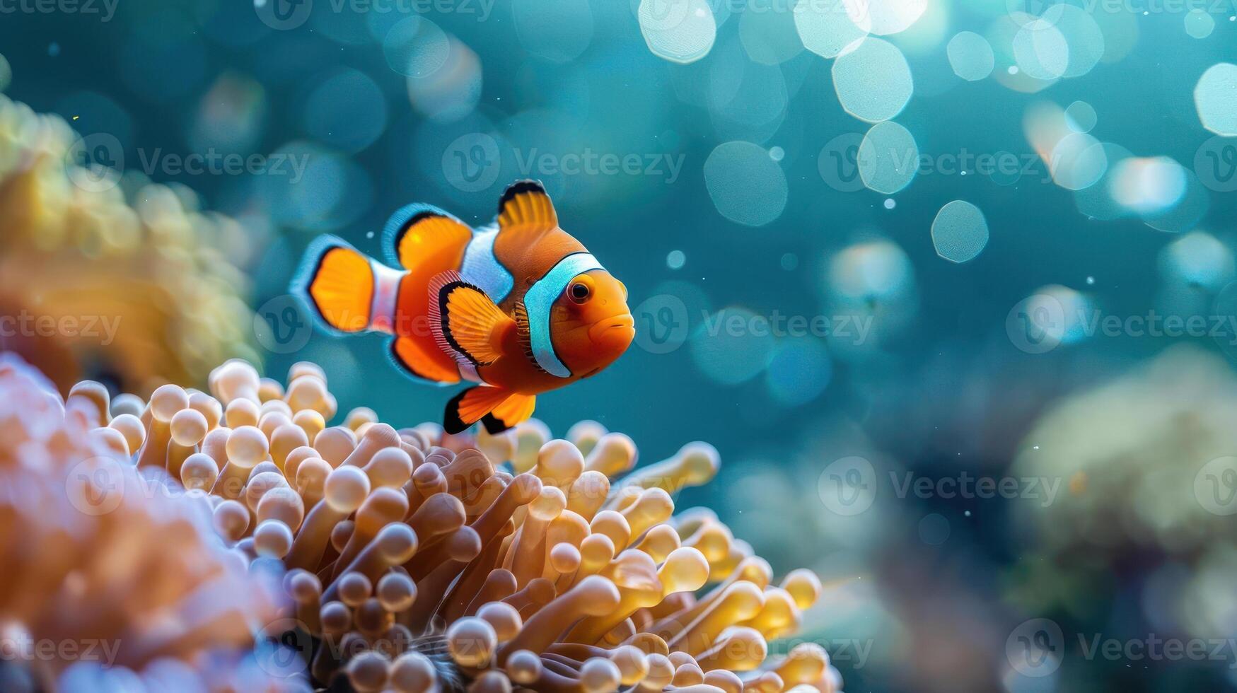 A clownfish swims in a reef with colorful coral and sea fans. The background is blurred, photo