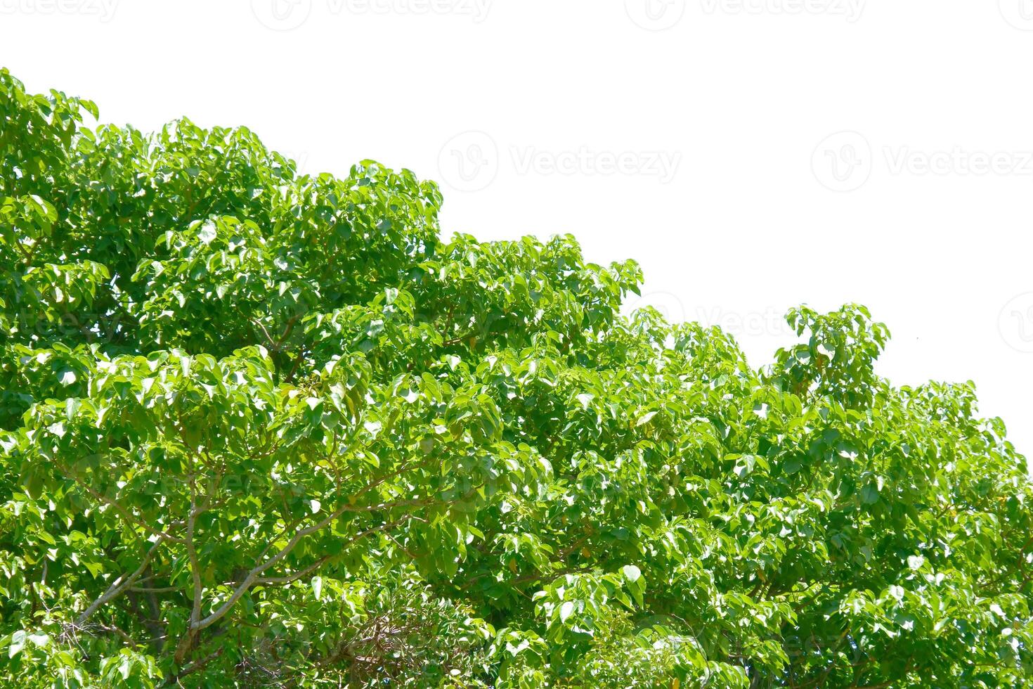 Lush Green Tree Canopy Against a Clear White Sky on a Bright Sunny Day photo