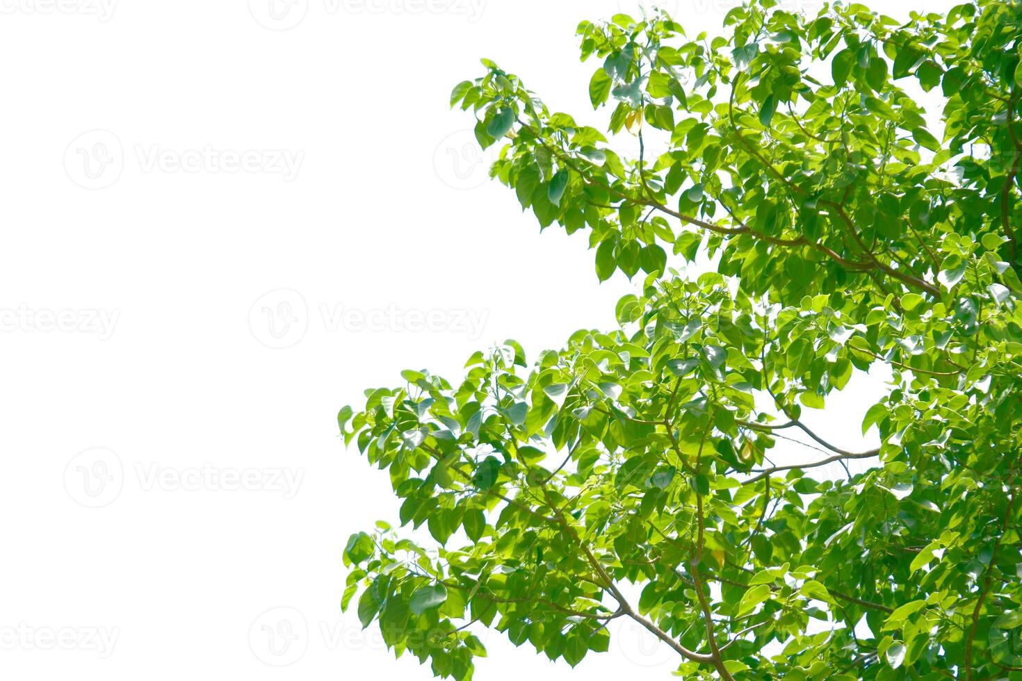Lush Green Tree Branches Against a Clear White Sky Background in a Sunny Day photo