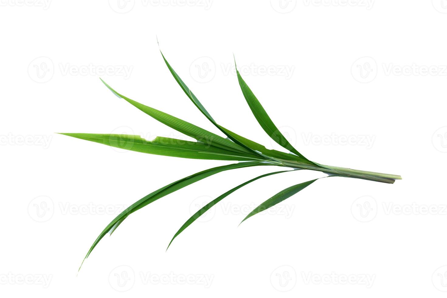 Fresh Green Bamboo Leaves Isolated on White Background for Natural and Botanical Design Elements photo