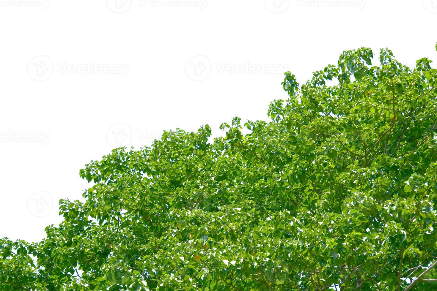 Lush Green Tree Canopy Against Clear Blue Sky on a Sunny Day photo