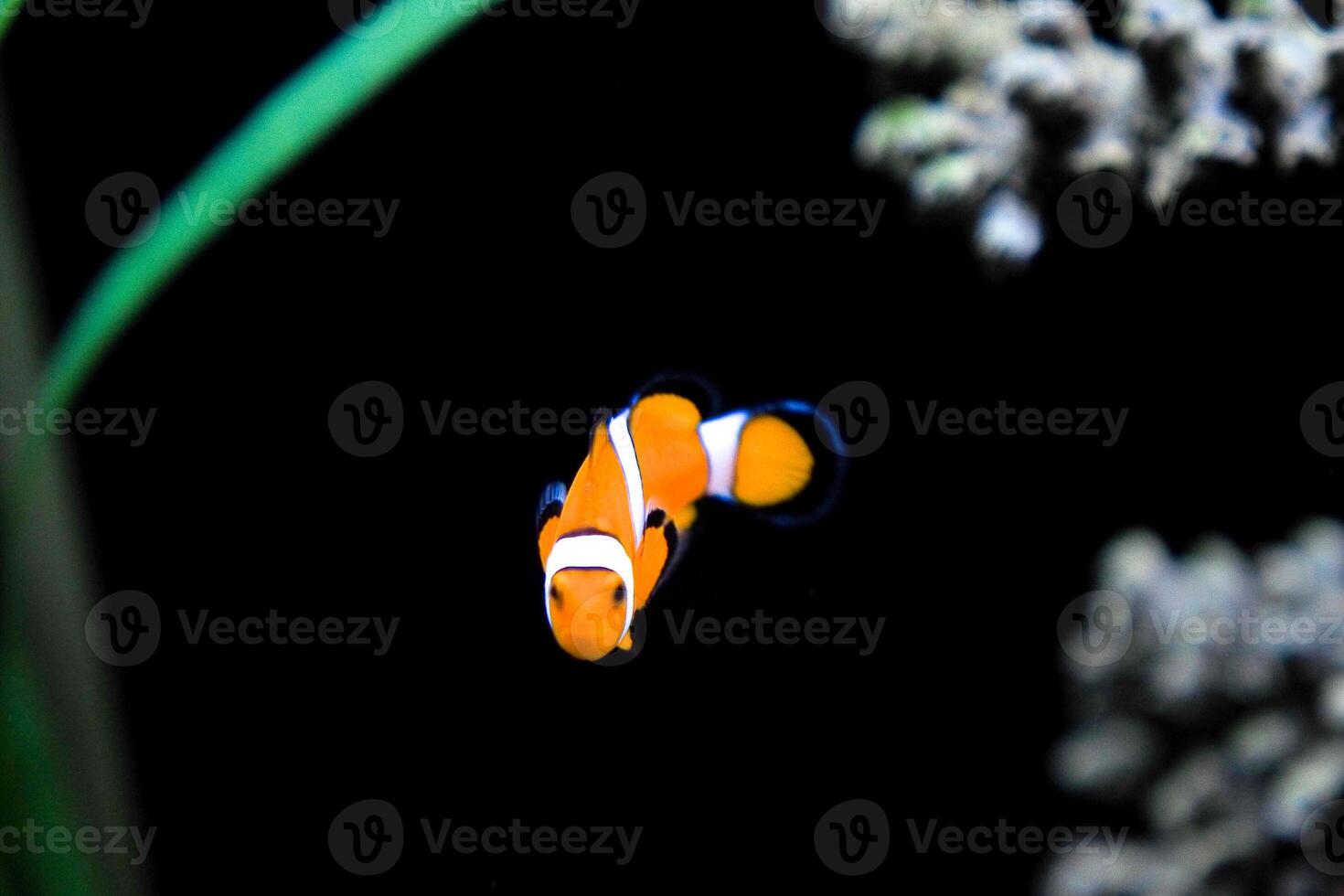 Vibrant Clownfish Swimming in a Dark Aquarium with Coral and Green Plants photo