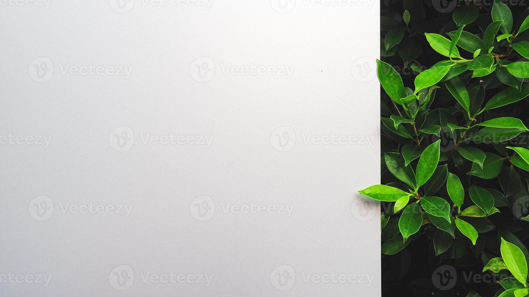 Minimalist Composition of Green Leaves Against a White Background for Nature and Design Concepts photo