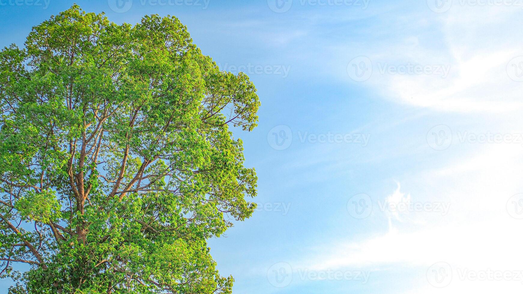 Lush Green Tree Against a Clear Blue Sky on a Sunny Day photo