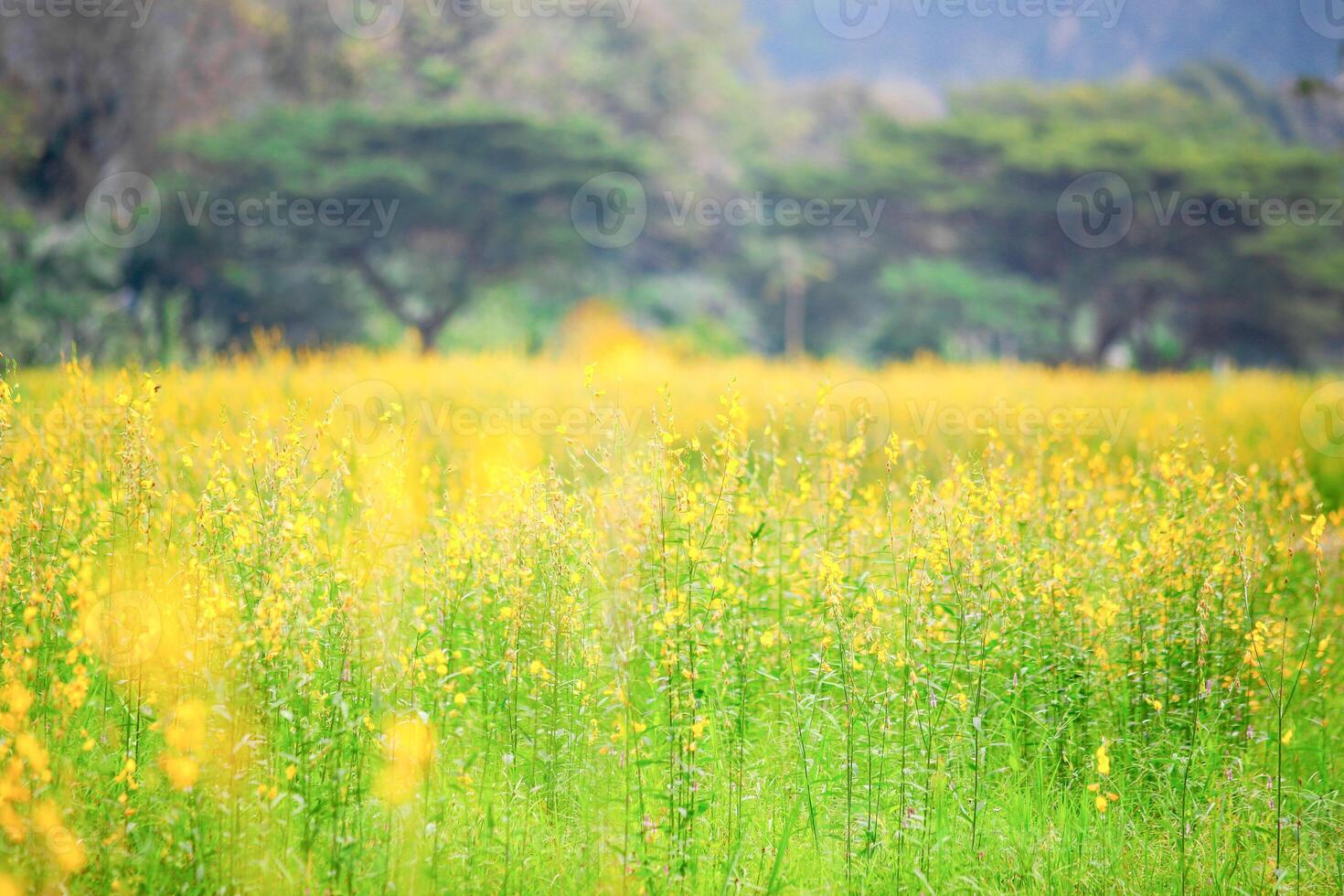 Vibrant Yellow Wildflowers in Bloom with Lush Greenery and Trees in the Background on a Sunny Day photo
