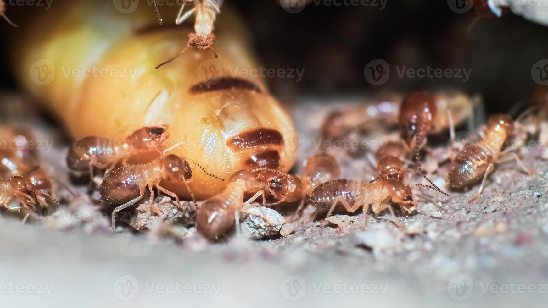 Close-up of Termites and Larvae in Nest - Detailed Macro Shot of Termite Colony in Natural Habitat photo