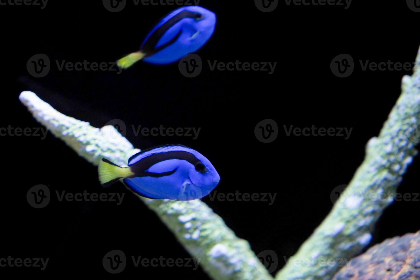 Vibrant Blue Tang Fish Swimming in a Coral Reef Aquarium with Black Background photo