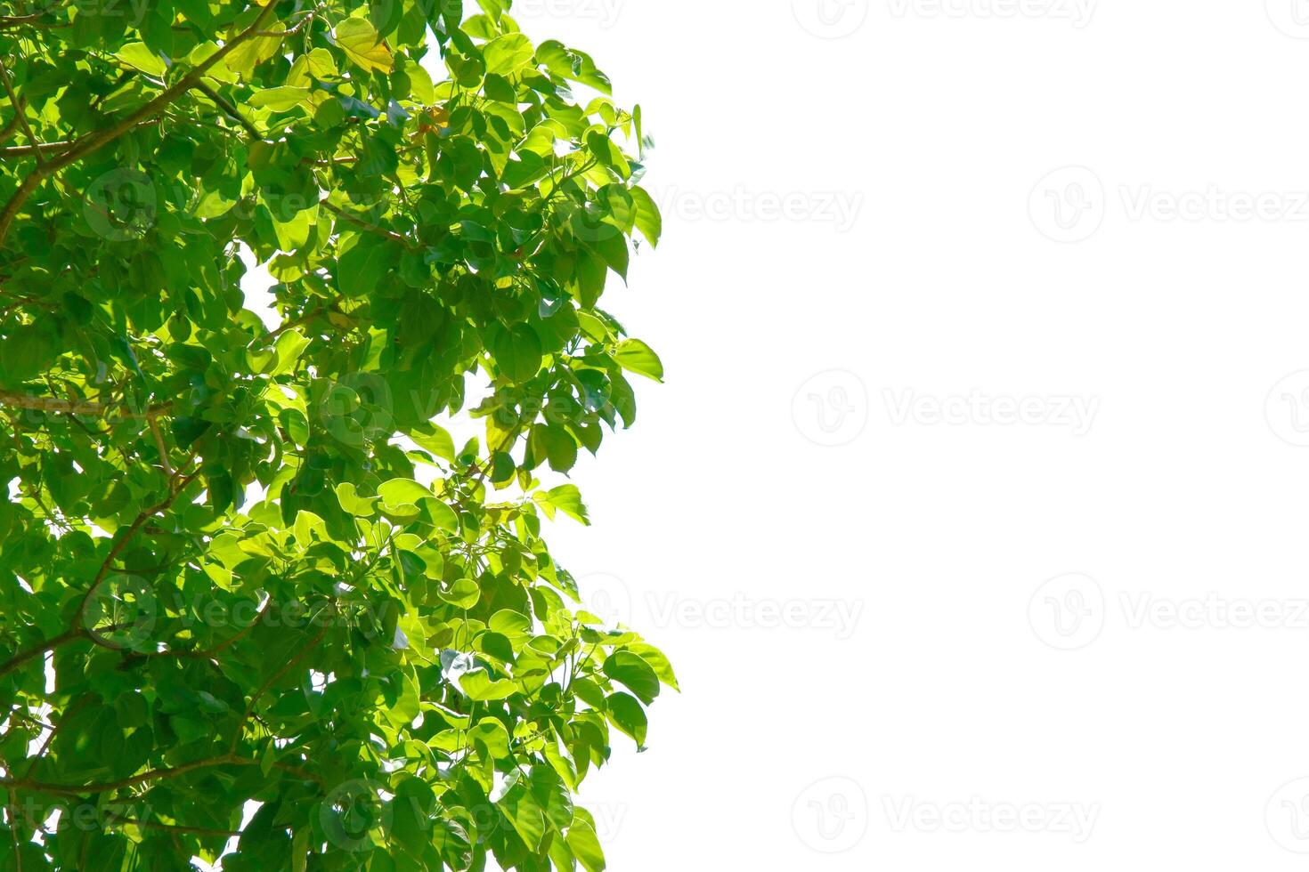 Lush Green Tree Branches Against a Bright White Sky Background in a Sunny Day photo