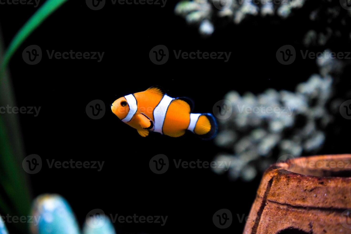 Vibrant Clownfish Swimming in a Colorful Aquarium with Coral and Marine Life photo