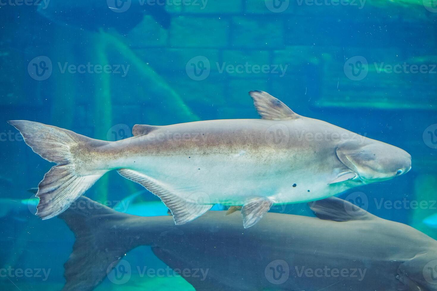Underwater View of Large Fish Swimming in Aquarium with Blue Water and Natural Habitat Background photo