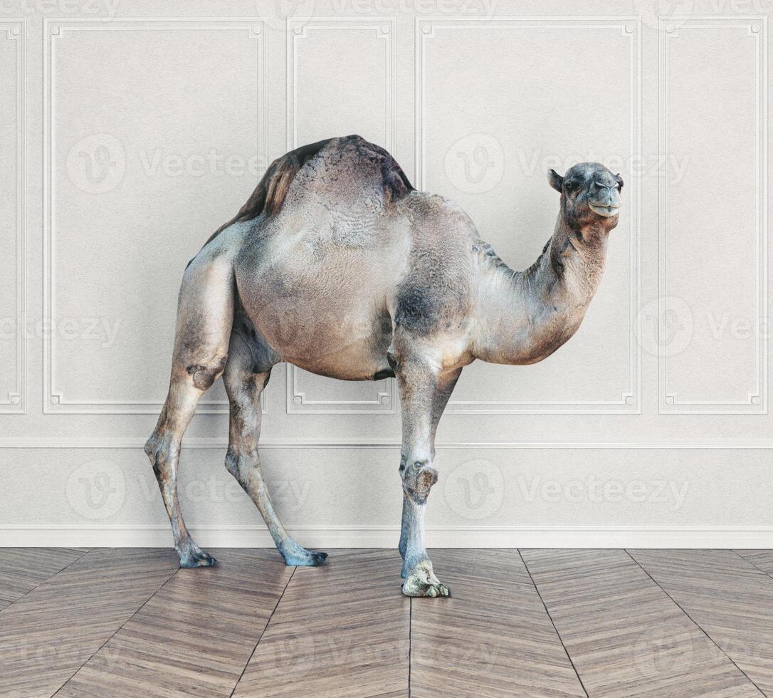 the camel in the room. photo