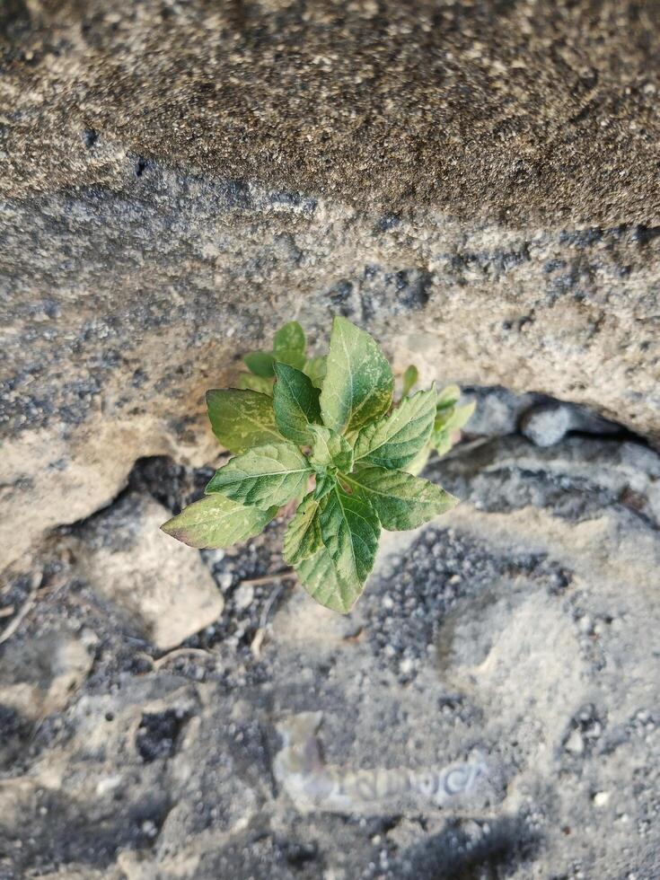 small plants that grow between rocks photo