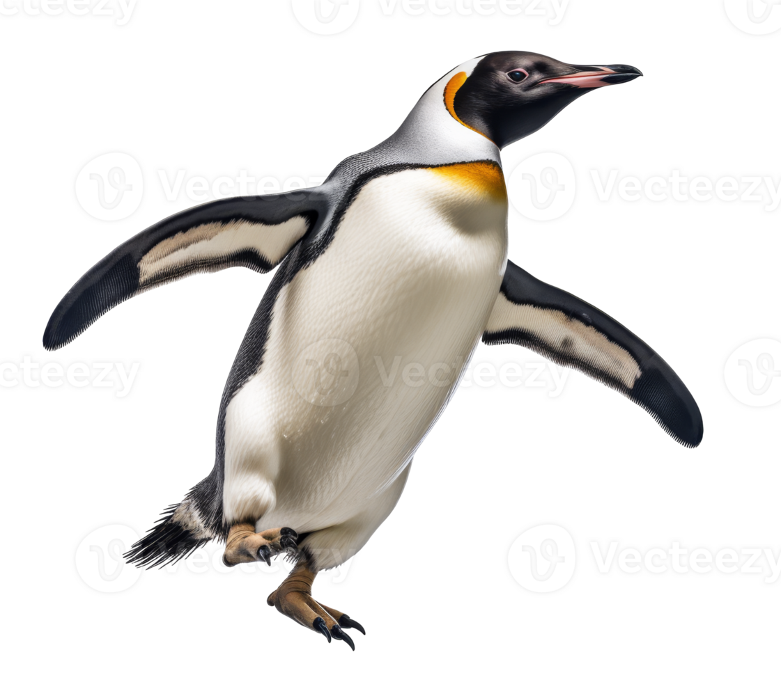 penguin isolated on a transparent background png
