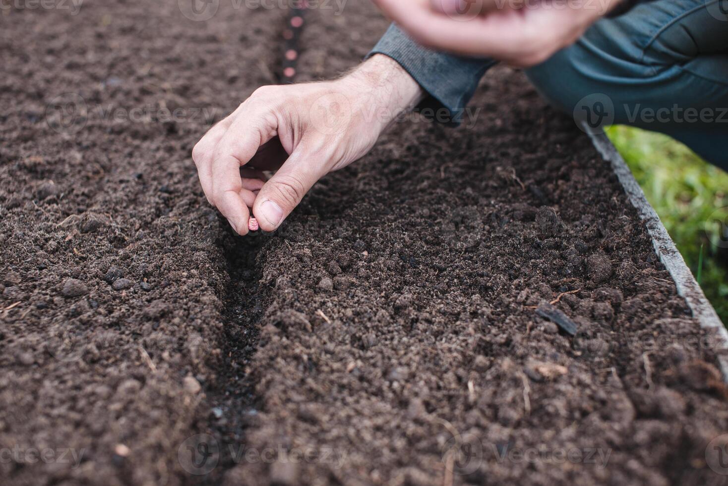Spring sowing of seeds. Gardening in the ground, organic soi. High warm garden bed. Hand sowing in the ground. photo
