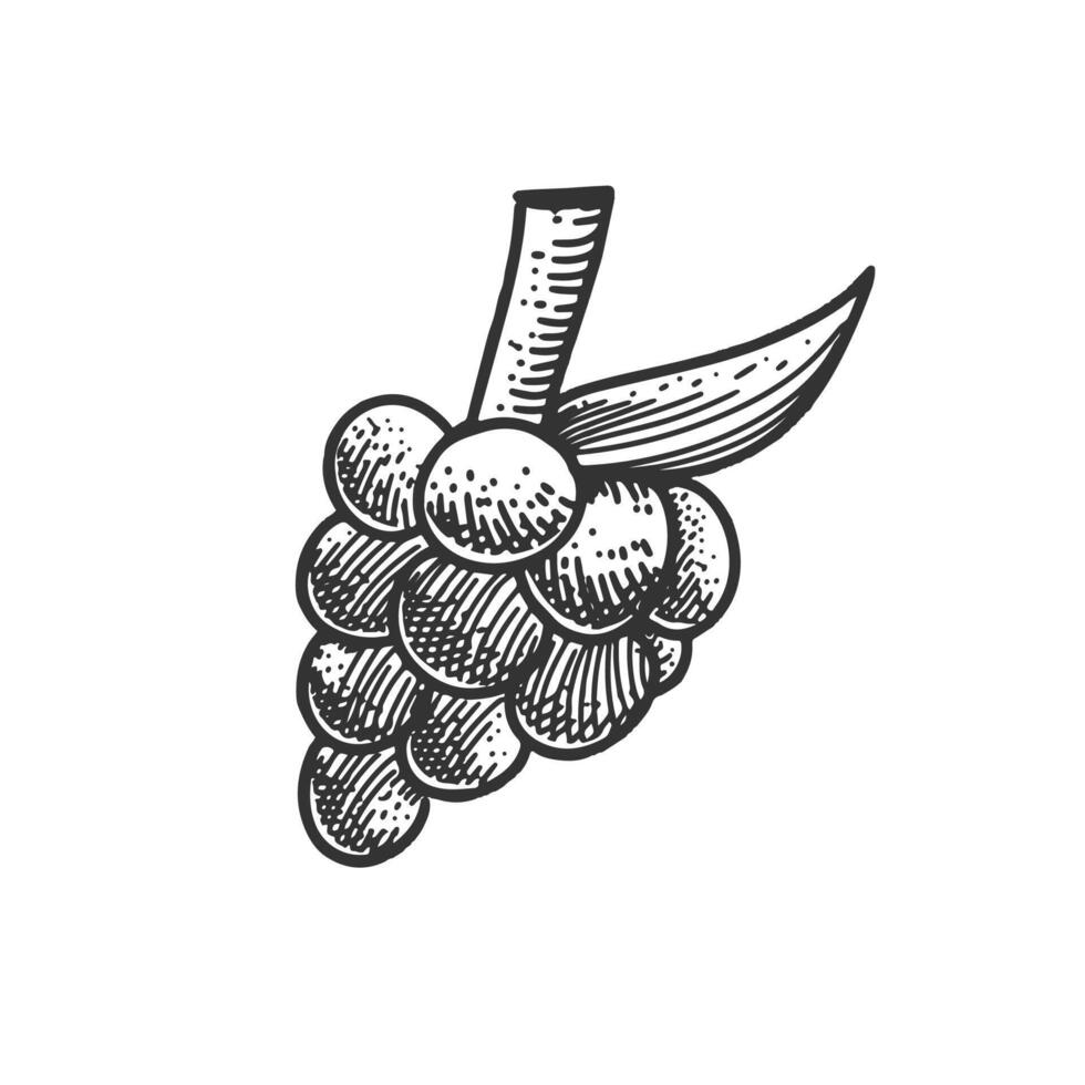 Grape fruit. Vintage engraving style illustration. vector