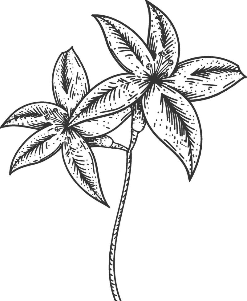 Plant vintage engraved illustration isolated on a white background. vector