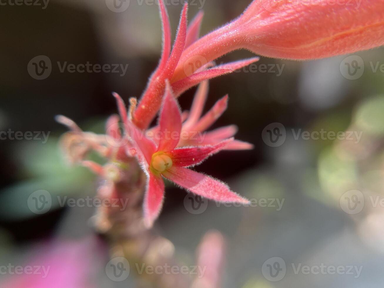Beautiful pink adenium flowers in the ornamental flower garden photo