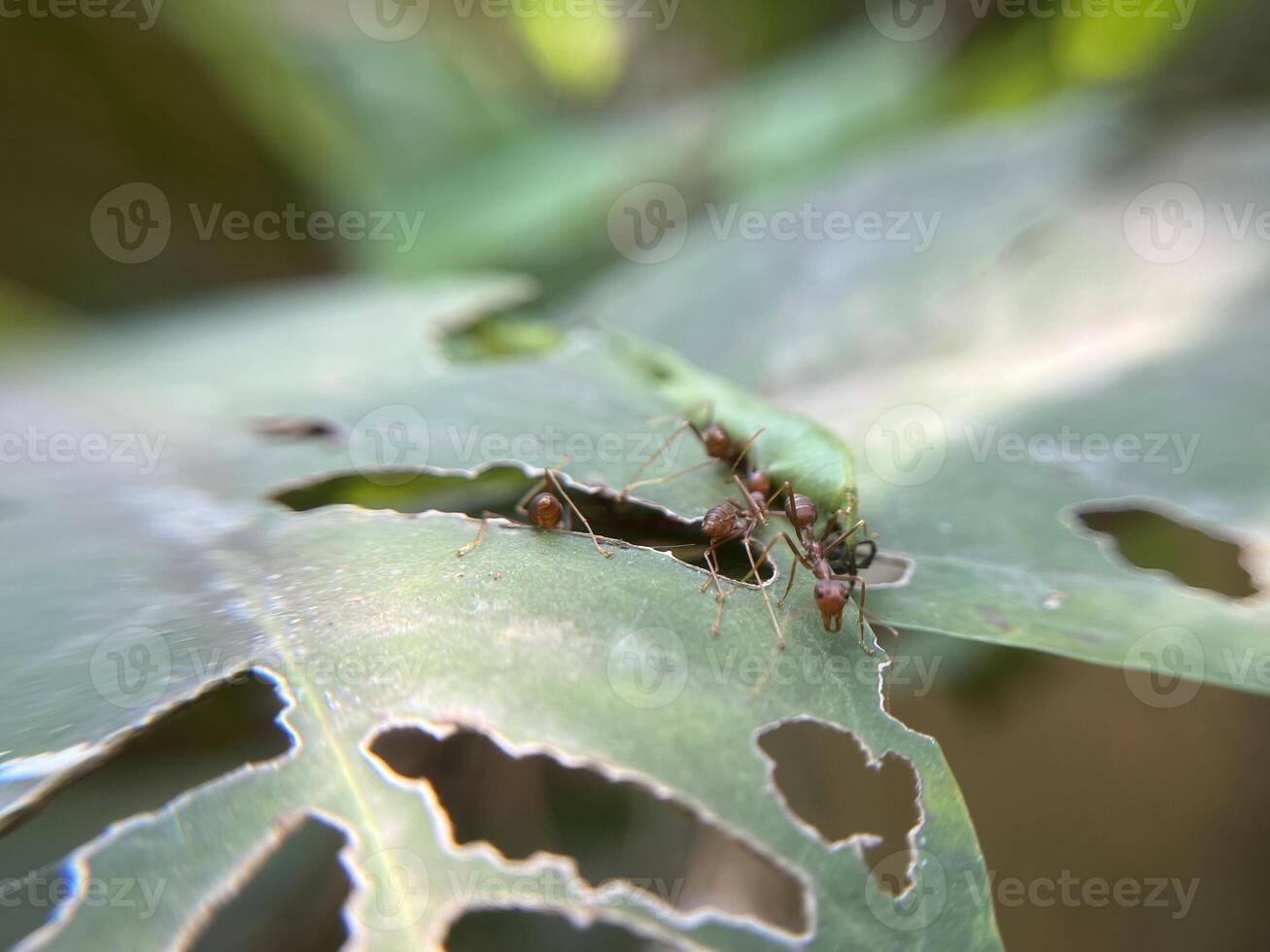 Weaver ants on leaves work together to make a nest by sewing together the leaves photo
