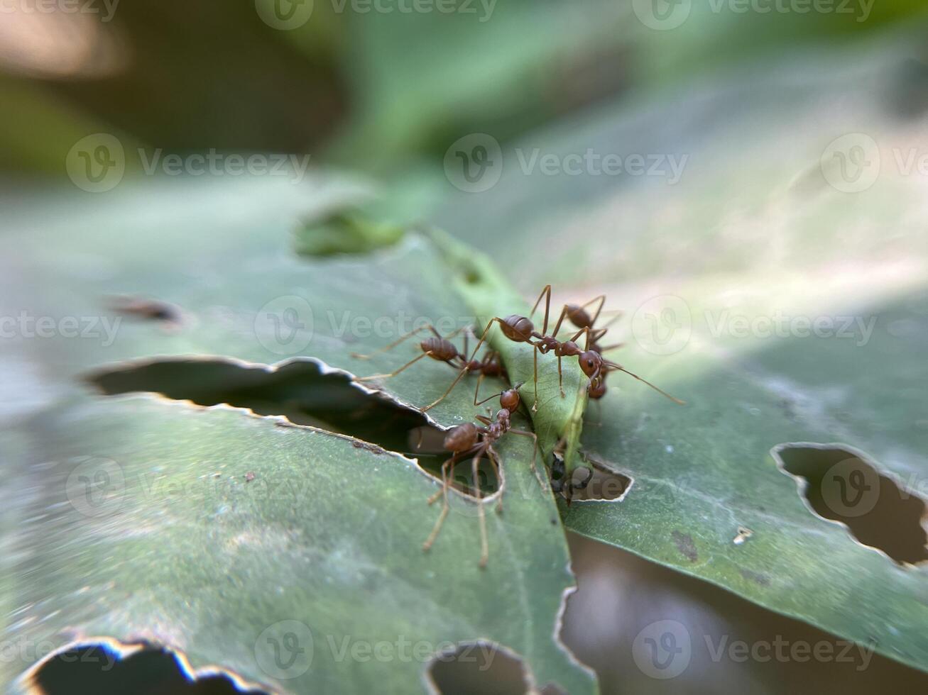 Weaver ants on leaves work together to make a nest by sewing together the leaves photo