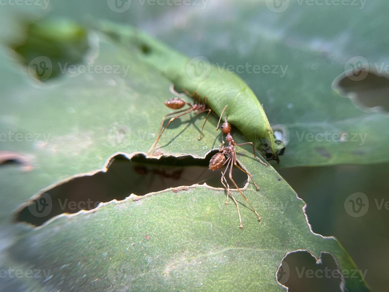 Weaver ants on leaves work together to make a nest by sewing together the leaves photo