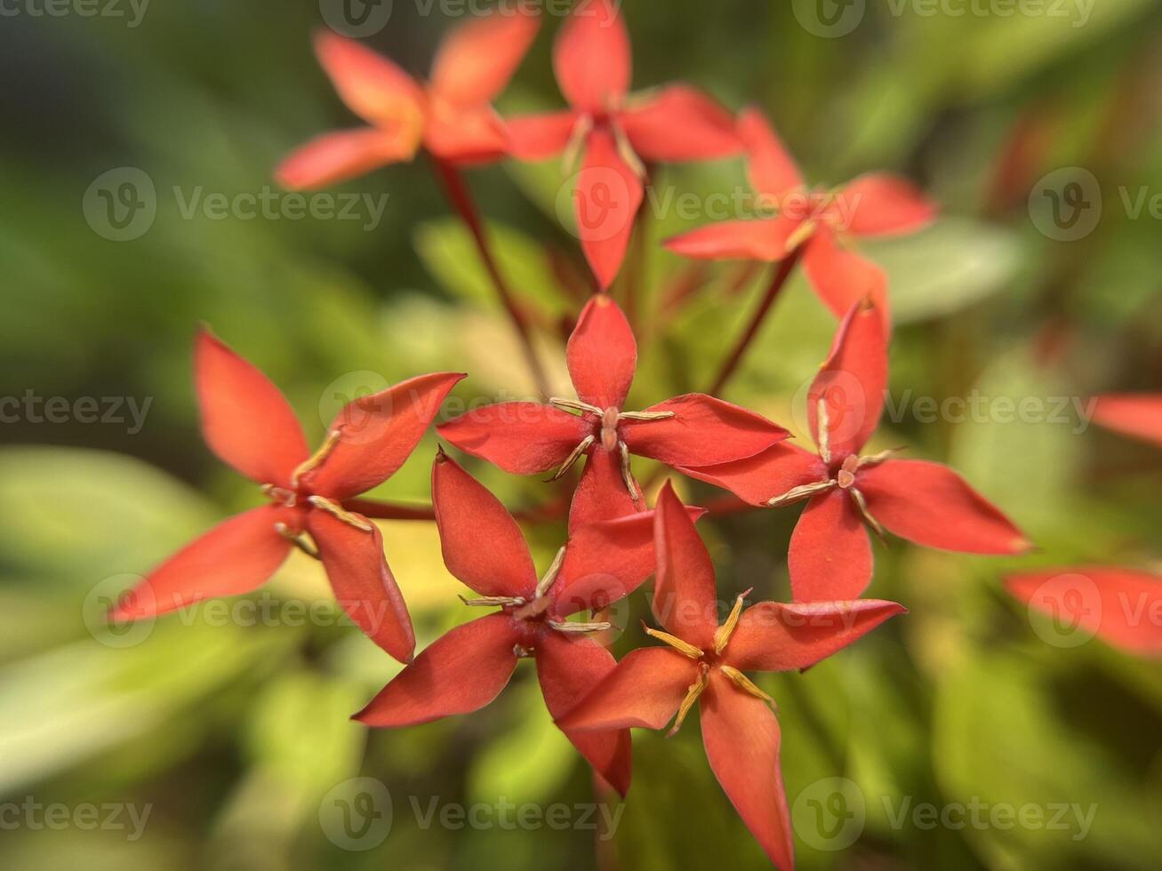 Red Ixora Jacaniva flower blooming macro close up background photo