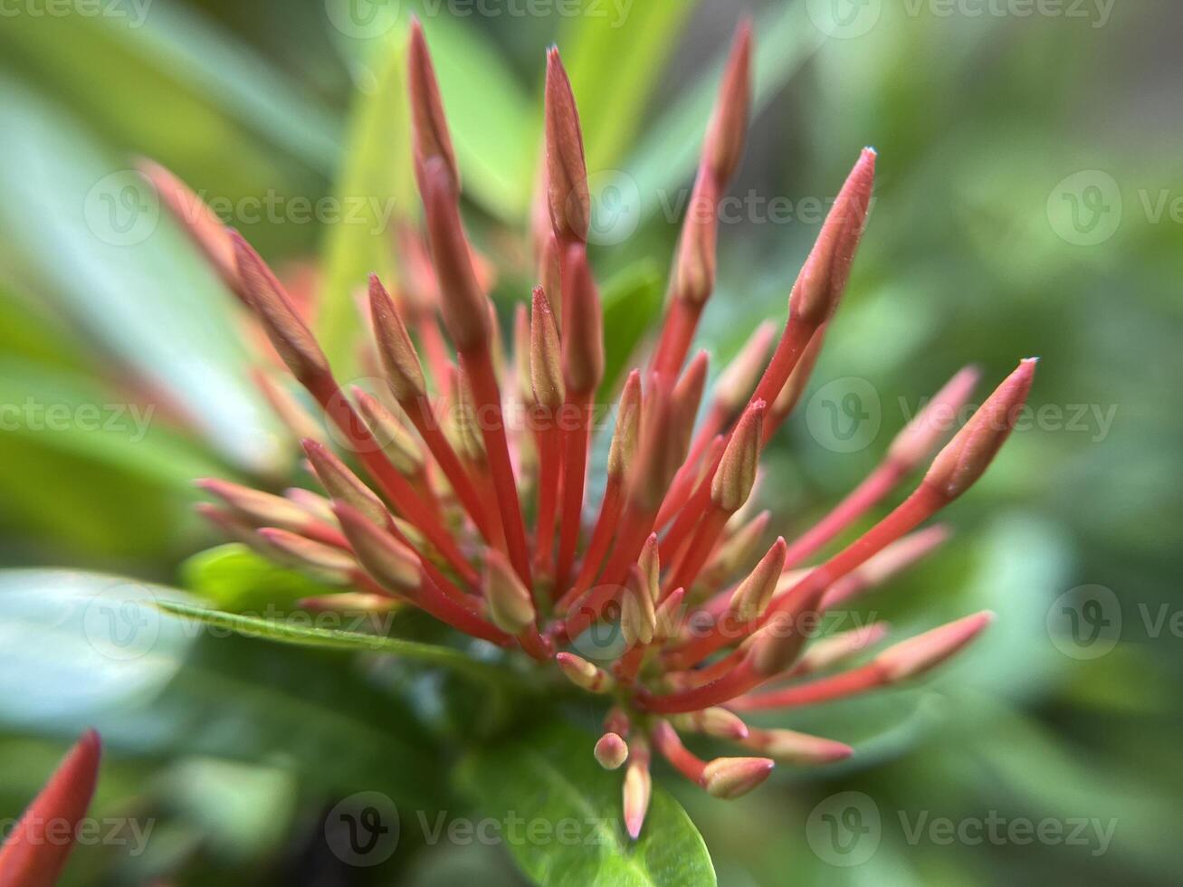 Red Ixora Jacaniva flower blooming macro close up background photo