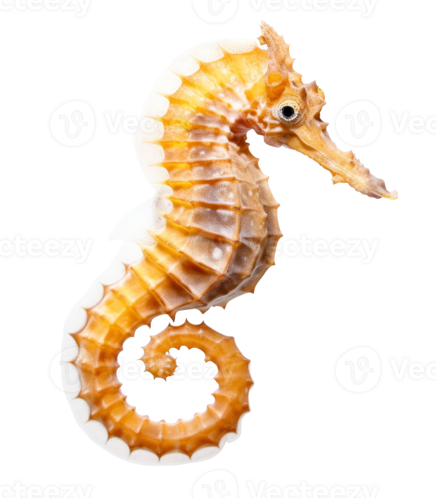 seahorse isolated on transparent background png