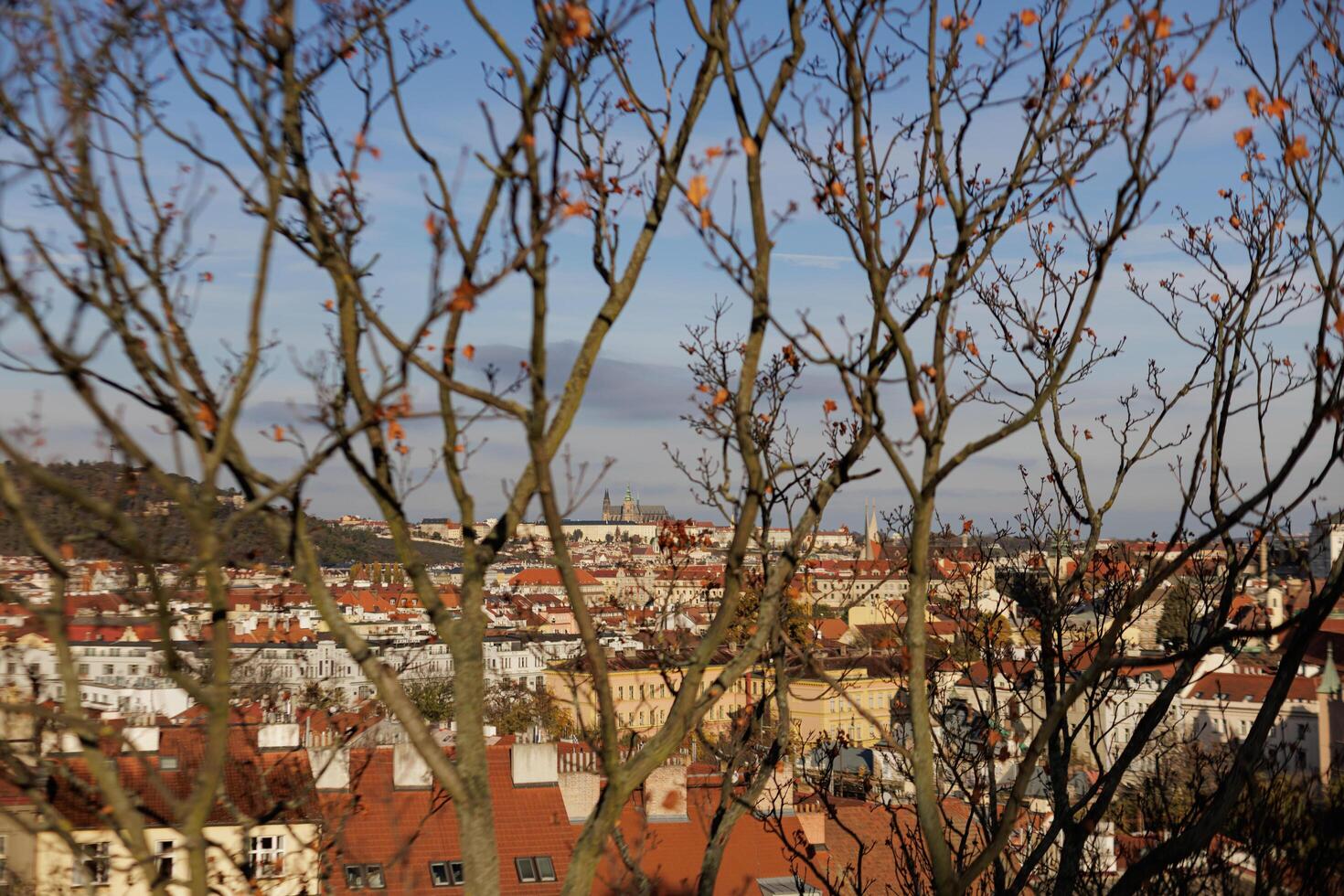 City skyline visible through winter trees in Vysehrad in Prague castle photo