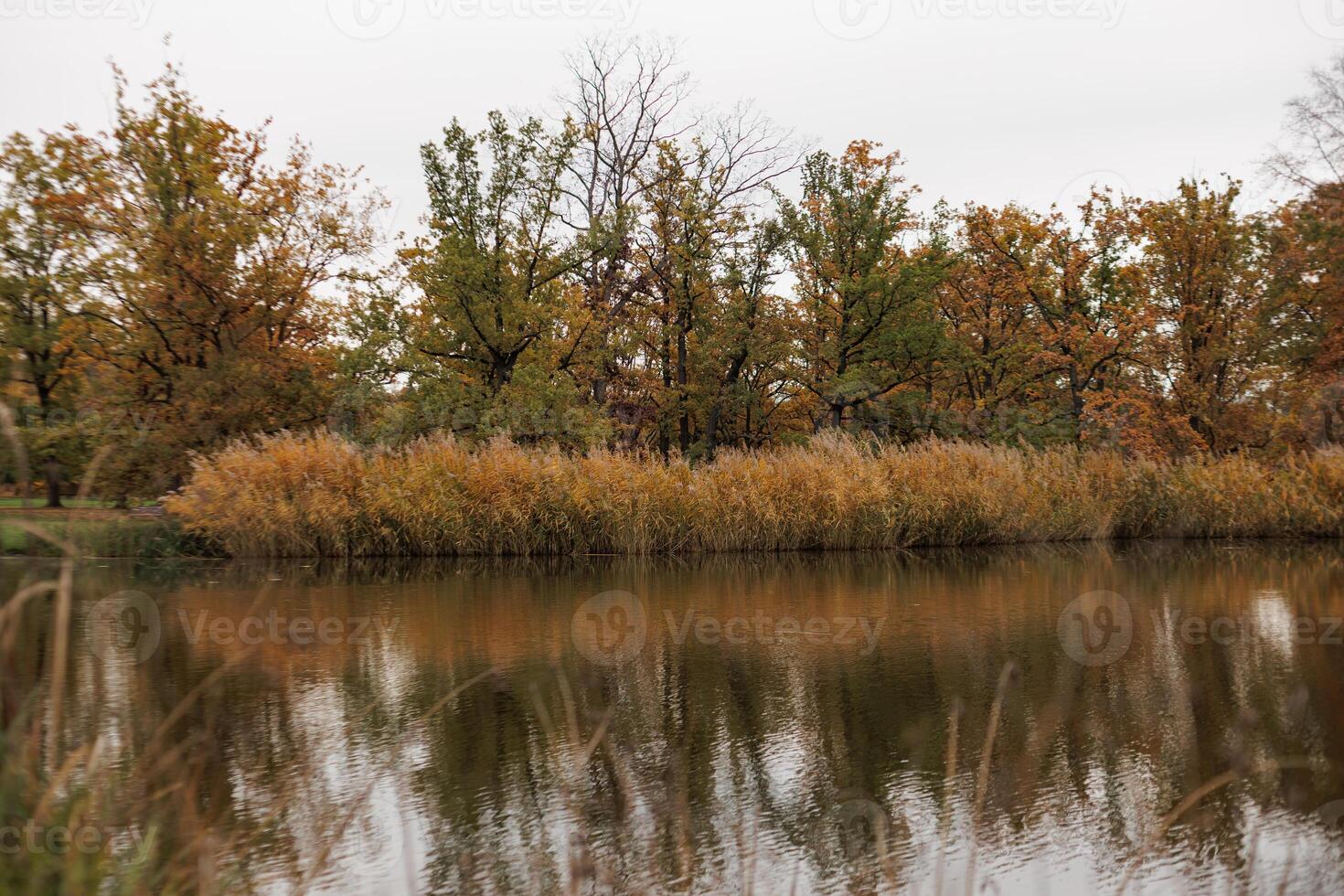 Colorful autumn foliage mirrors in still water of pond in Stromovka park Prague photo