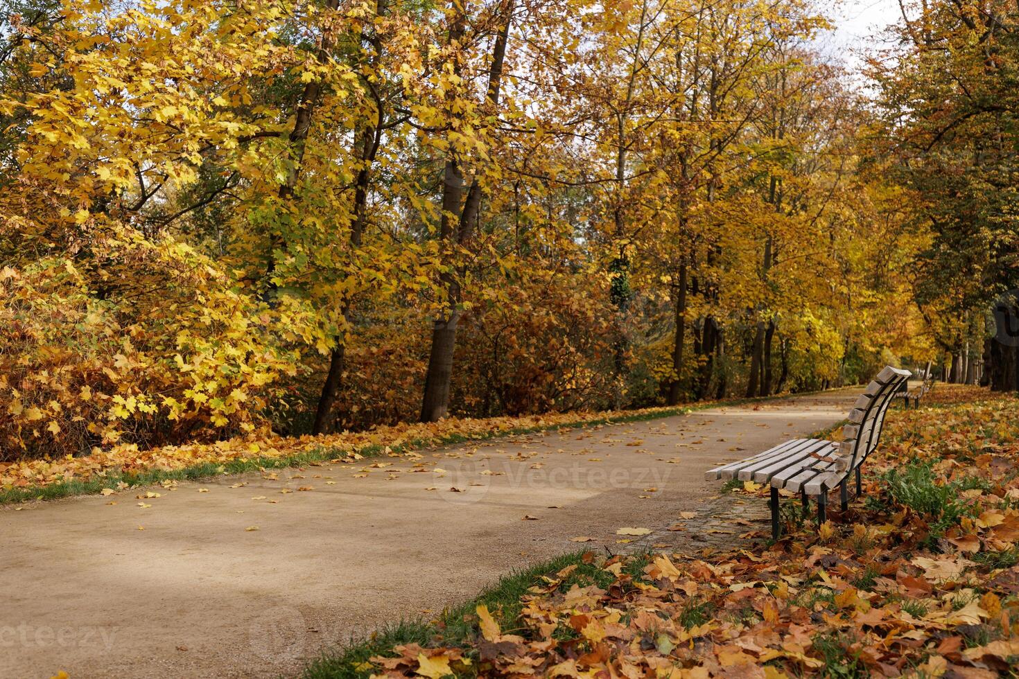A peaceful park pathway lined with autumn leaves in Stromovka park Prague photo